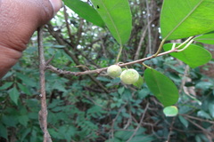 Plecospermum spinosum